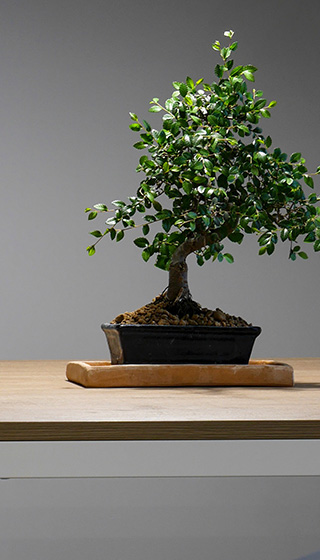 Decor