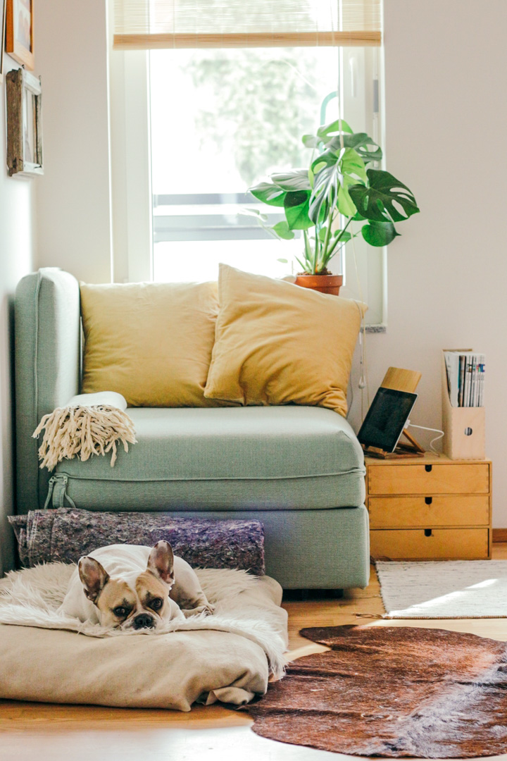 A cozy room with a cute dog and cushions